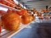 fffs_pompoen_5_thomas-willemsen_flux-s2010_002